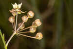 Southern milkweed